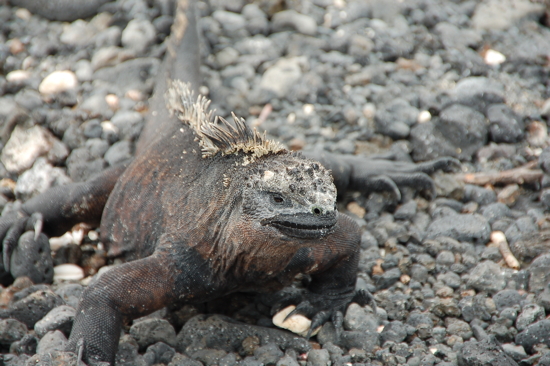 Iguane marin