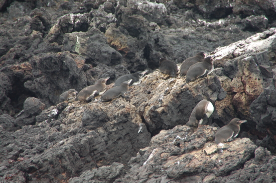 Pingouins des Galapagos