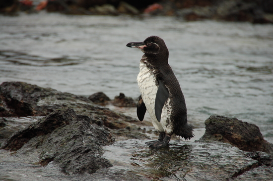 Pingouin des Galapagos