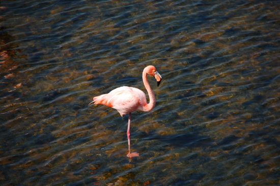 Flamant rose