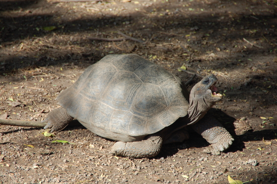 Tortue terrestre au centre de reproduction
