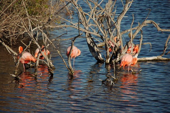 Flamants roses