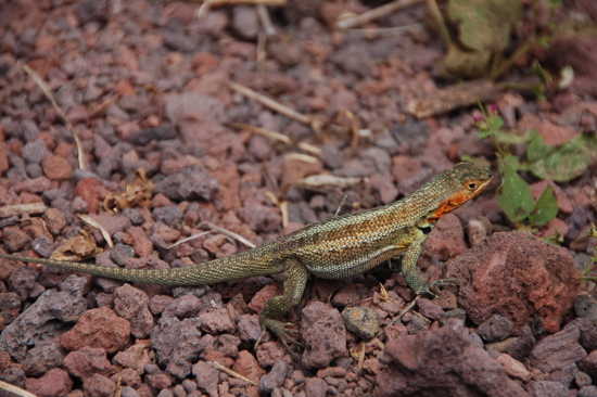 Lézard 