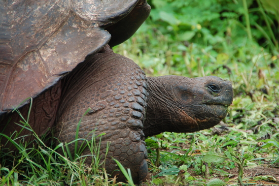 Tortue terrestre