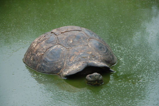 Tortue terrestre dans son bain