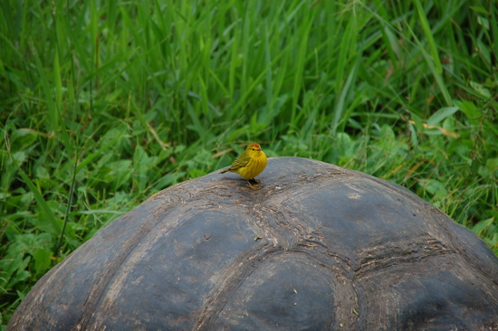 Petit oiseau nettoyant la carapace