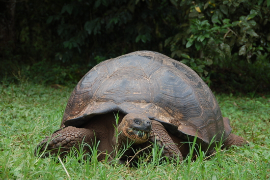 Tortue terrestre en liberté