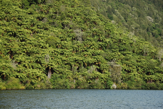 Au bord du Lac Okareka (campement près de Rotorua)