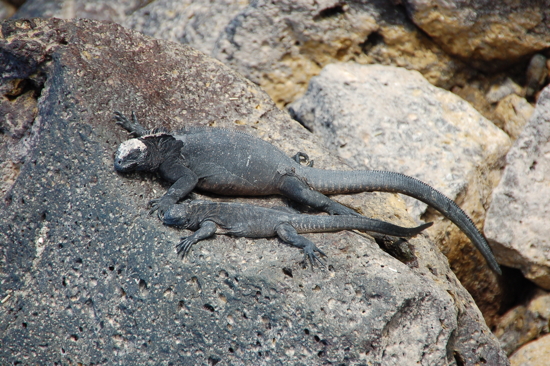 Iguanes bien au chaud