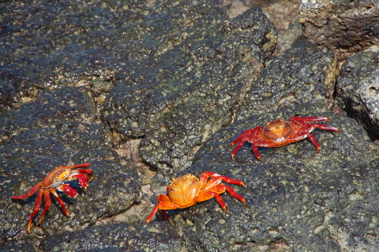 Des crabes, encore des crabes