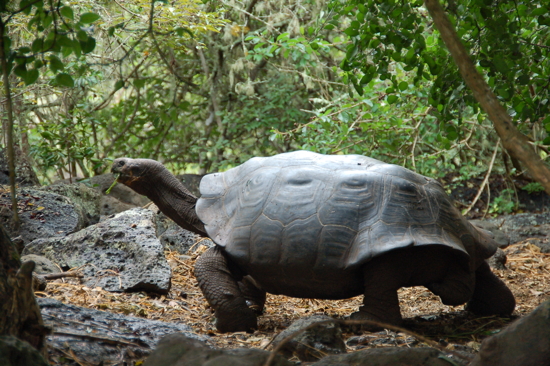 Tortue terrestre