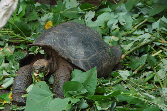 Tortue terrestre