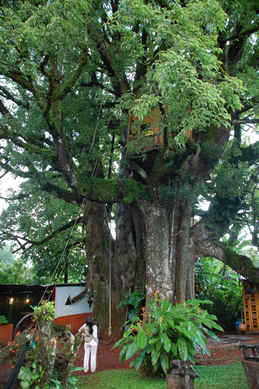 Maison dans un immense arbre