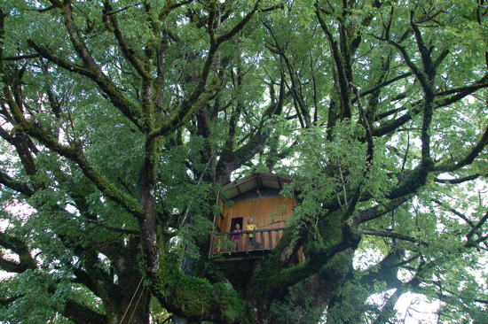 Maison dans un immense arbre