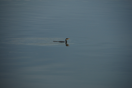 Cormoran sur le Lake Taupo