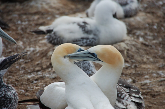 Les couples sont fidèles et forment même un coeur parfois