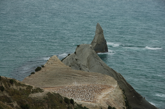 Une autre colonie du Cape Kidnappers