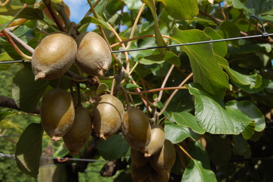 Kiwis jaunes à Te Kupe