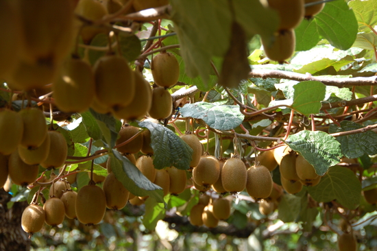 Nombreux kiwis verts à Te Kupe