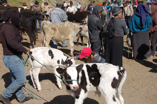 Au marché des animaux de Otavalo