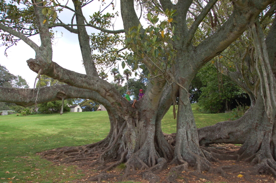 Joli arbre pour grimper