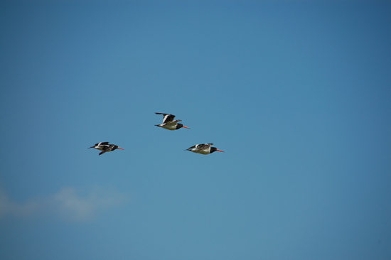 Oyster-catchers en vol à Ambury