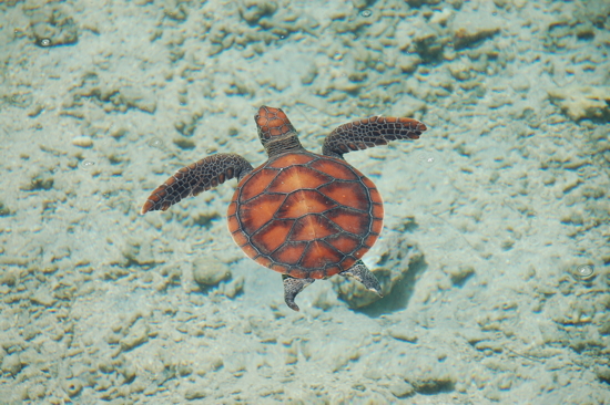 Jeune tortue verte âgée de trois mois