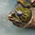 Tortilla, tortue imbriquée (hawksbill turtle) de 60 ans