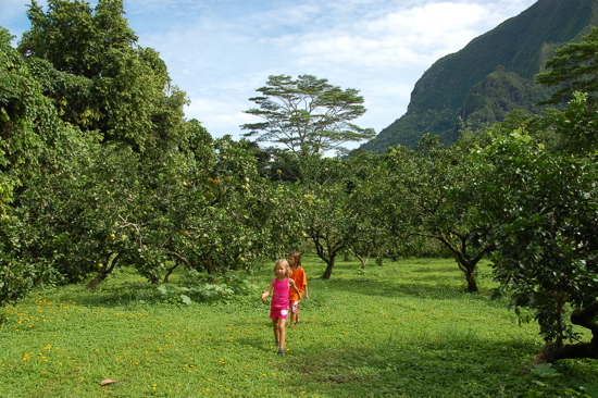 Dans les citronniers avec Justine
