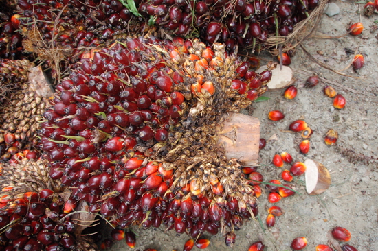 Fruits mûrs du palm tree, pour faire de l'huile de palme