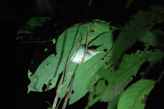 Oiseau prêt à dormir