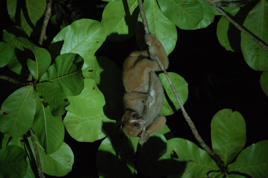 Slowloris, primate nocturne