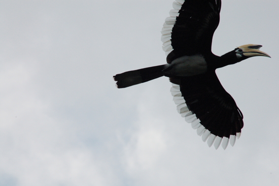 Hornbill