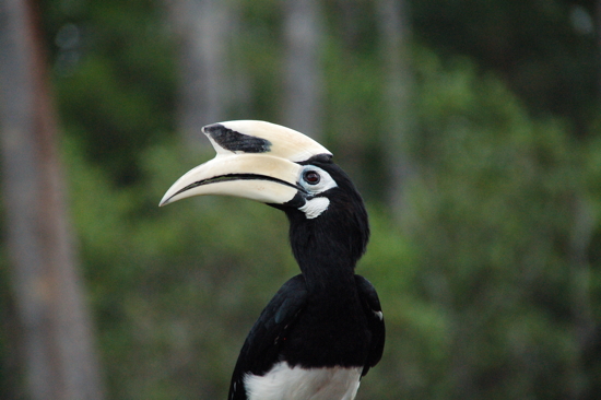 Hornbill