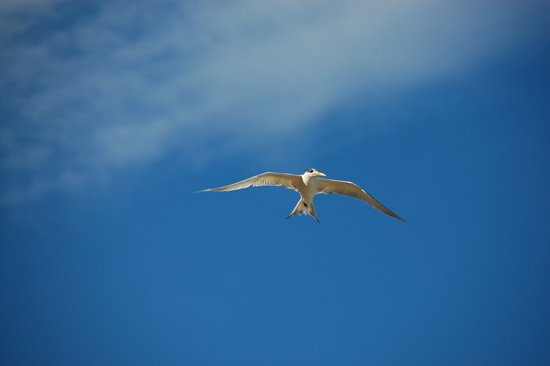 Le ciel aussi est bleu