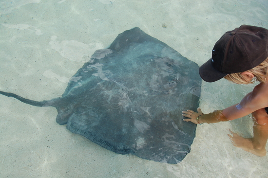 Valentin caresse une raie pastenague