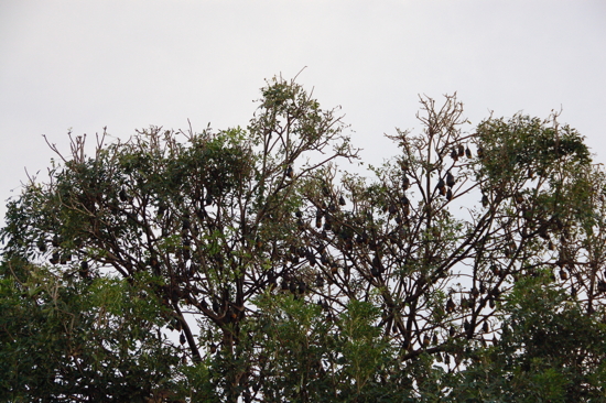 Chauves-souris à Kompong Thom