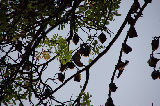 Chauves-souris à Kompong Thom