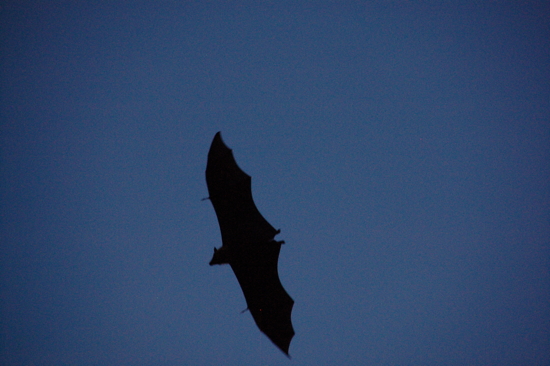 Chauve-souris à Kompong Thom