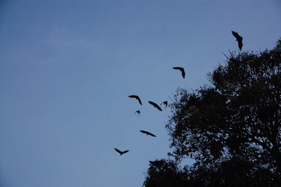 Chauves-souris à Kompong Thom