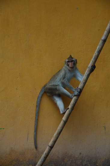 Petit singe à Phnom Santuk