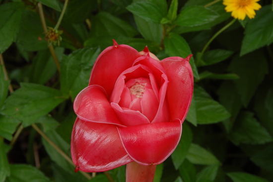 Rose de porcelaine