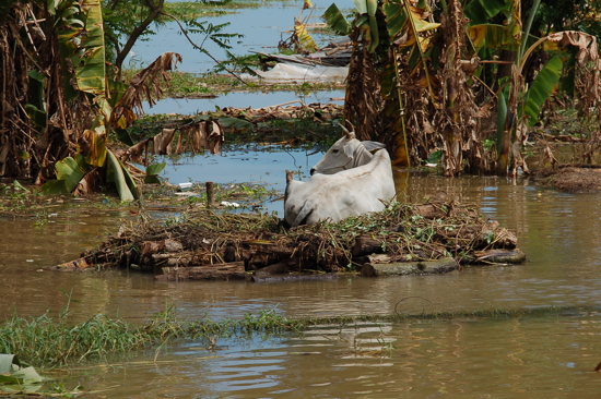 Refuge pour vache