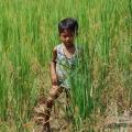 Petit bonhomme dans les rizières
