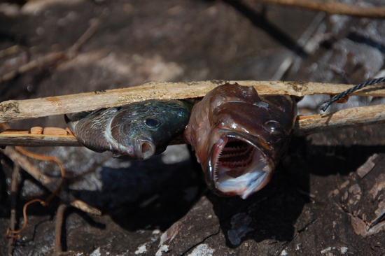 Les poissons cuisent