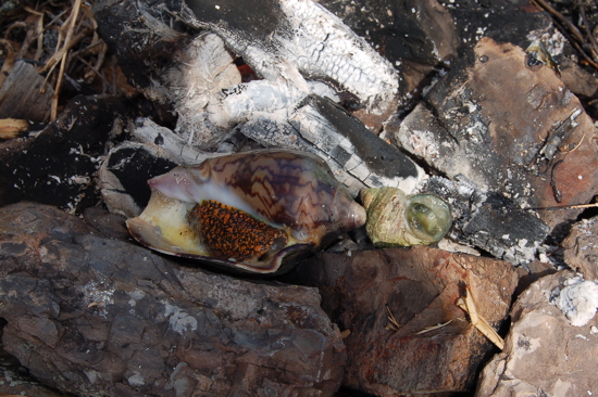 Mollusques au feu de bois