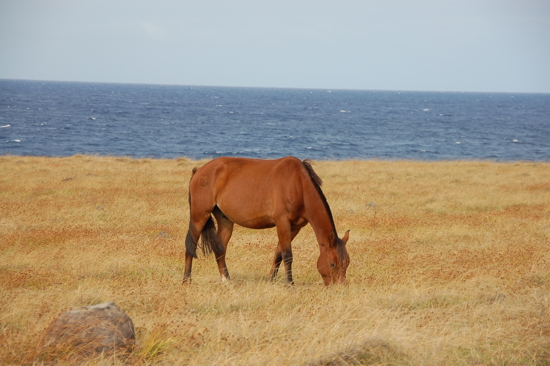 Cheval en liberté