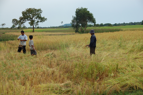 Fauche du riz