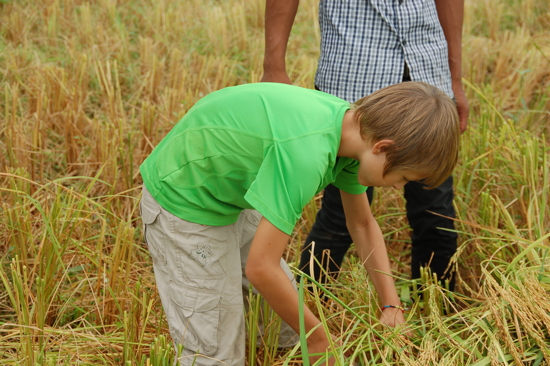 Valentin essaie de faucher le riz