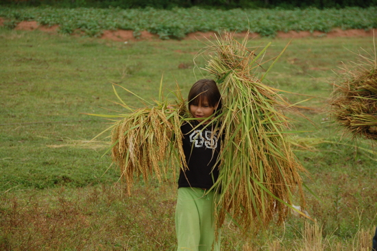 Travail dans les rizières